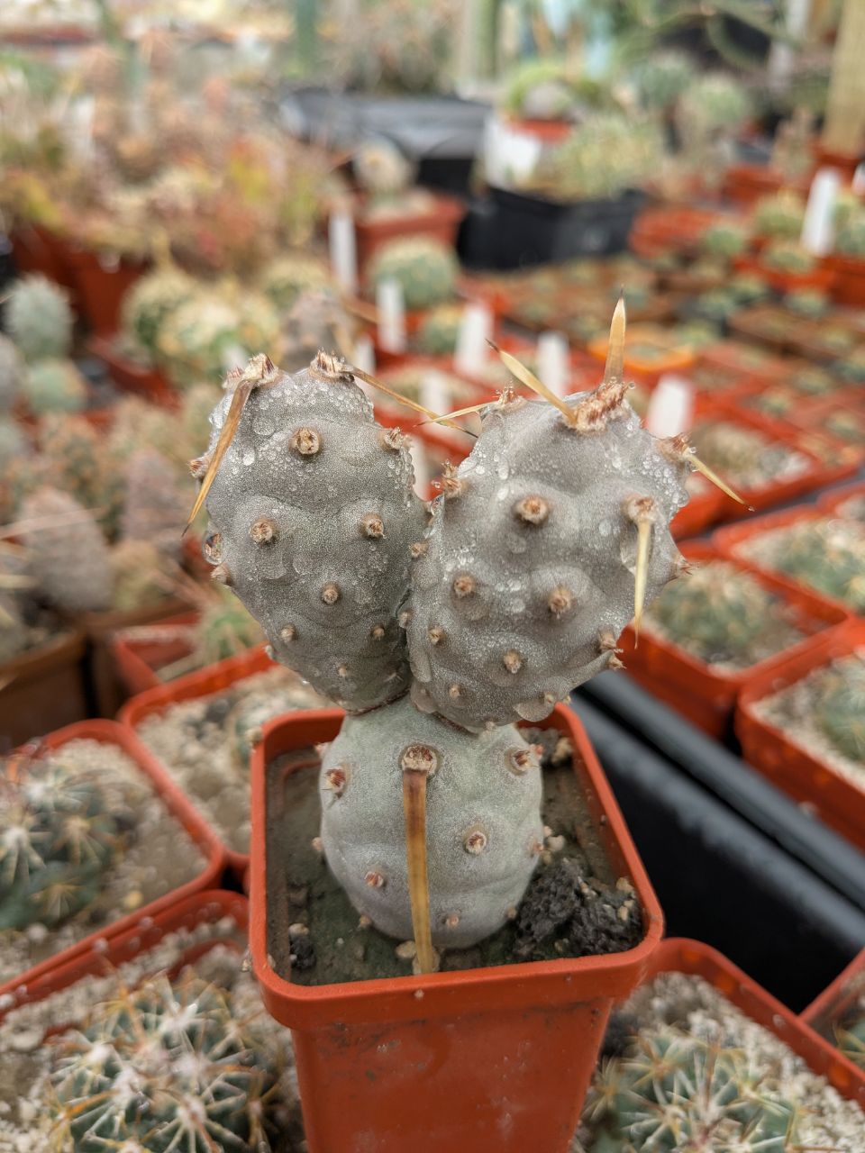 Tephrocactus articulatus