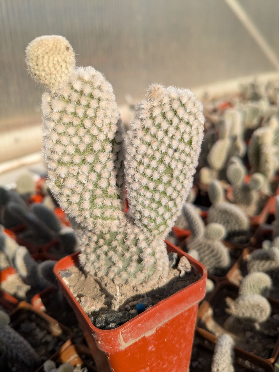 Opuntia microdasys albata