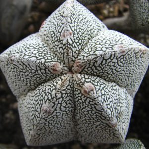 Astrophytum myriostigma  cv. Onzuka