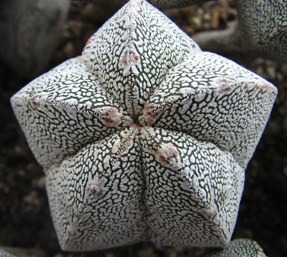 Astrophytum myriostigma  cv. Onzuka
