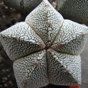 Astrophytum myriostigma  cv. Onzuka