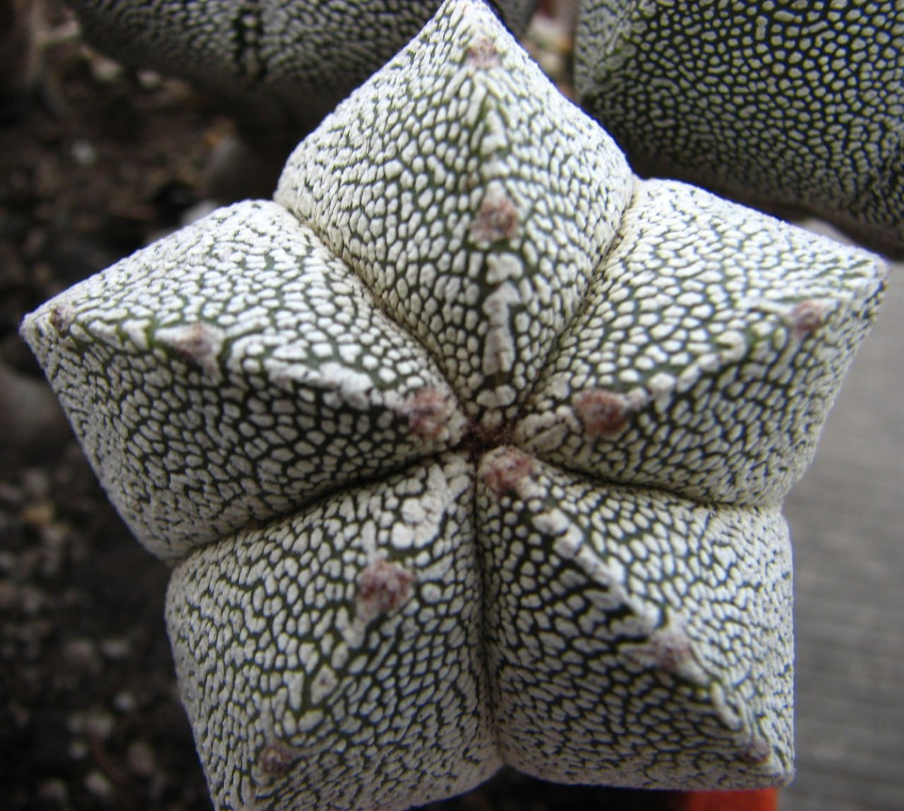 Astrophytum myriostigma  cv. Onzuka