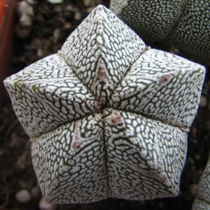 Astrophytum myriostigma  cv. Onzuka