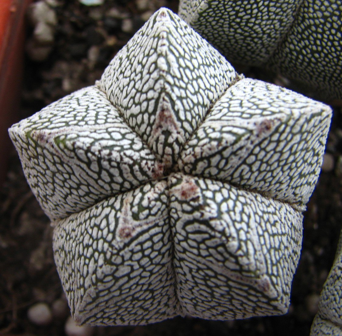 Astrophytum myriostigma  cv. Onzuka