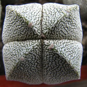 Astrophytum myriostigma  cv. Onzuka