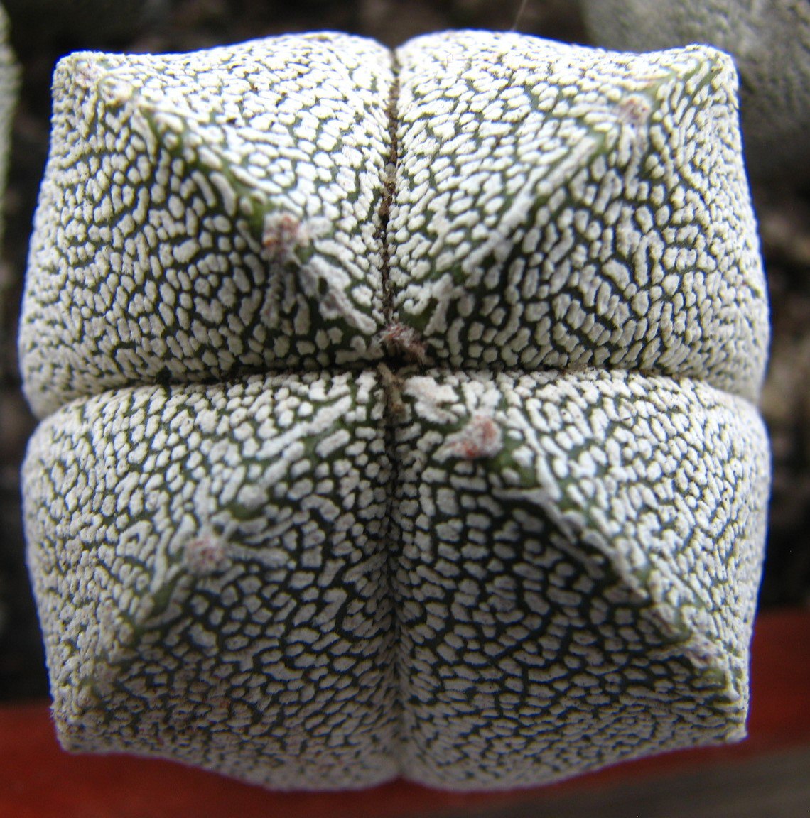 Astrophytum myriostigma  cv. Onzuka