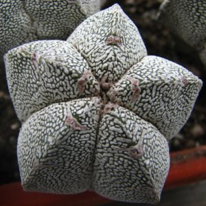 Astrophytum myriostigma  cv. Onzuka