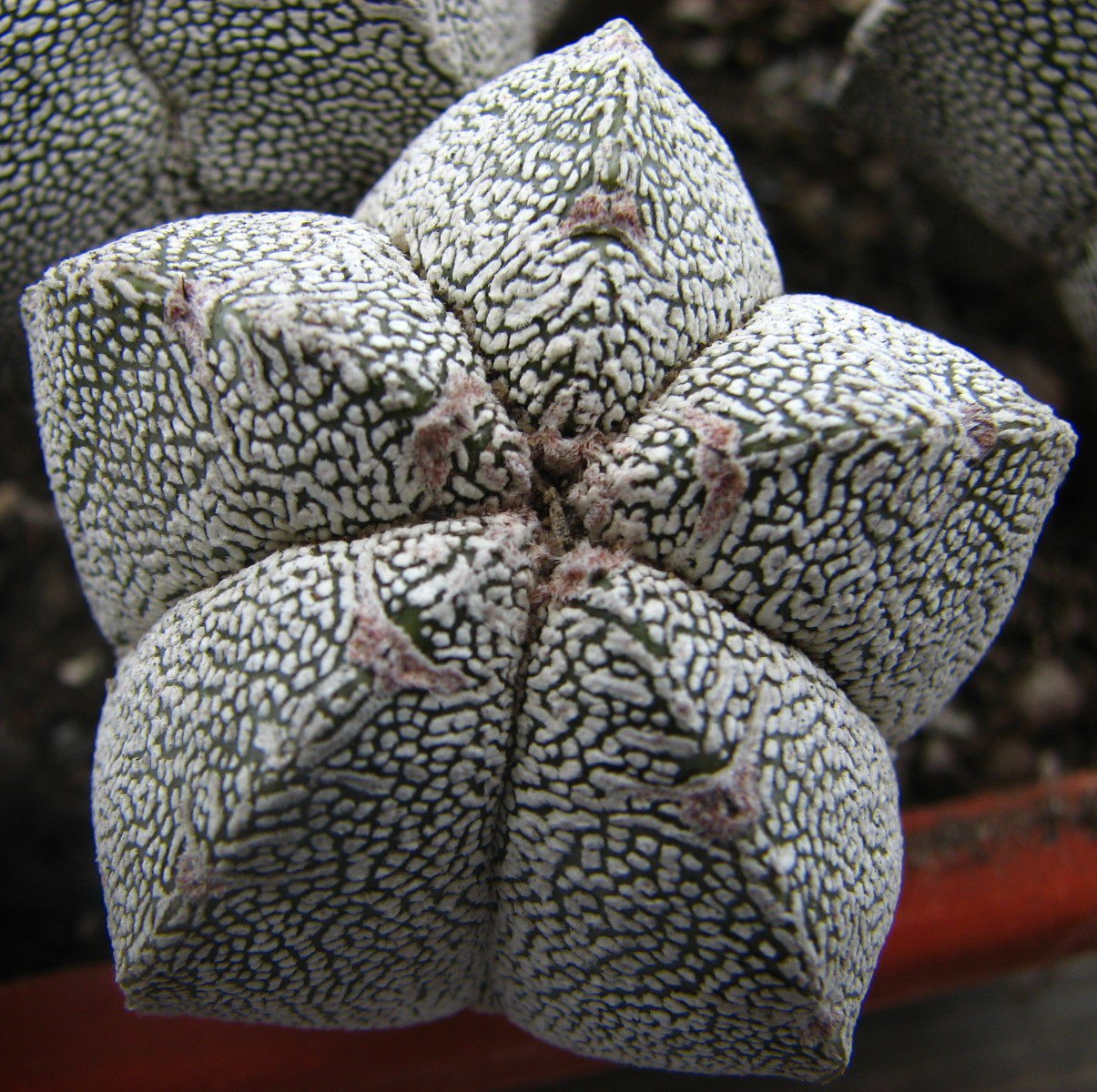 Astrophytum myriostigma  cv. Onzuka