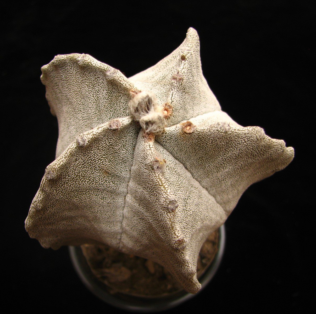 Astrophytum myriostigma v. columnare