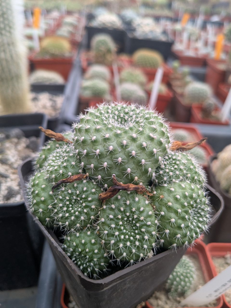 Rebutia krainziana