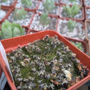 Ariocarpus retusus
