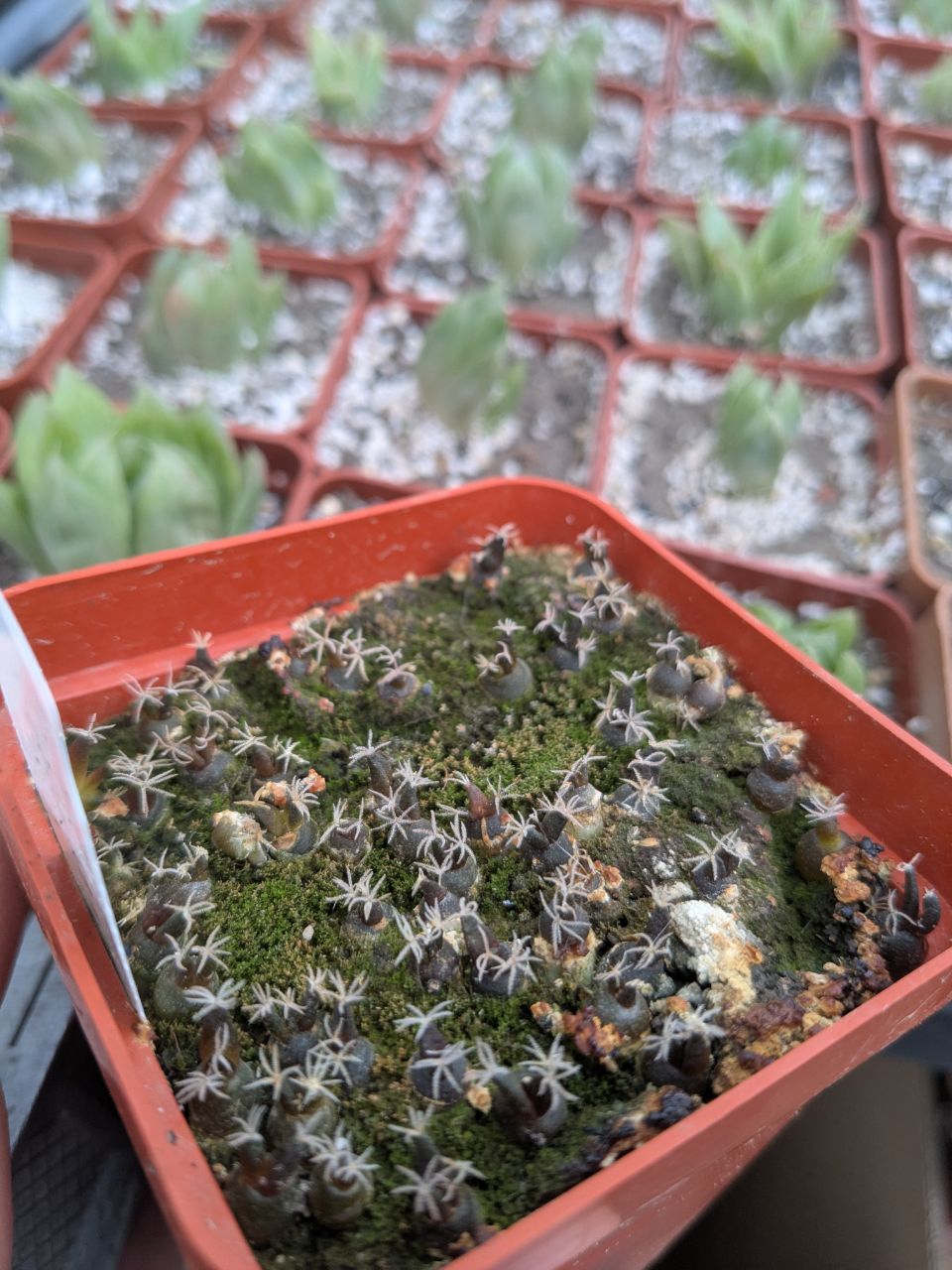 Ariocarpus retusus
