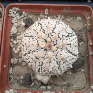 Astrophytum asterias cv. superkabuto