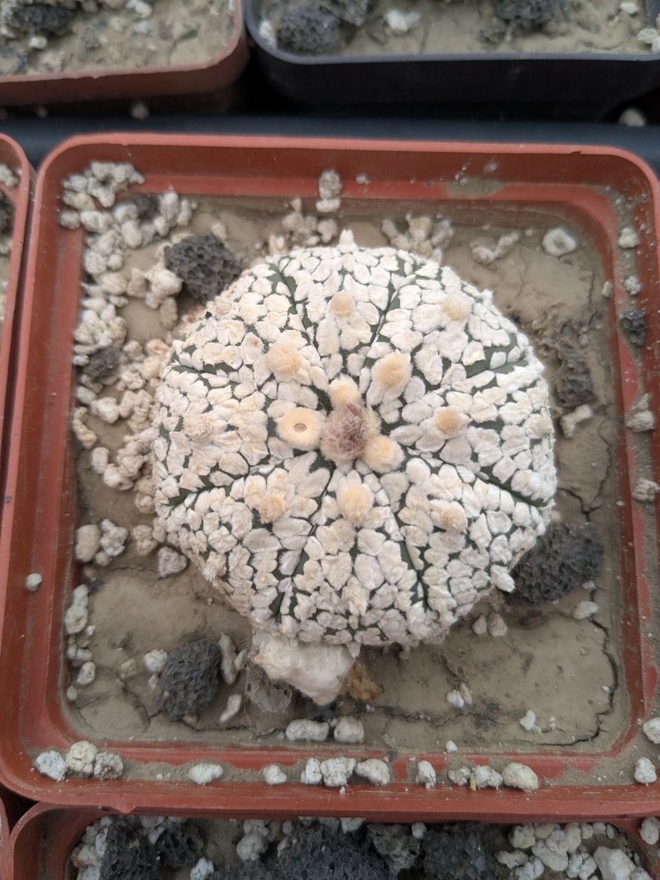 Astrophytum asterias cv. superkabuto