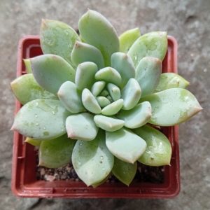 Pachyveria Fenwick