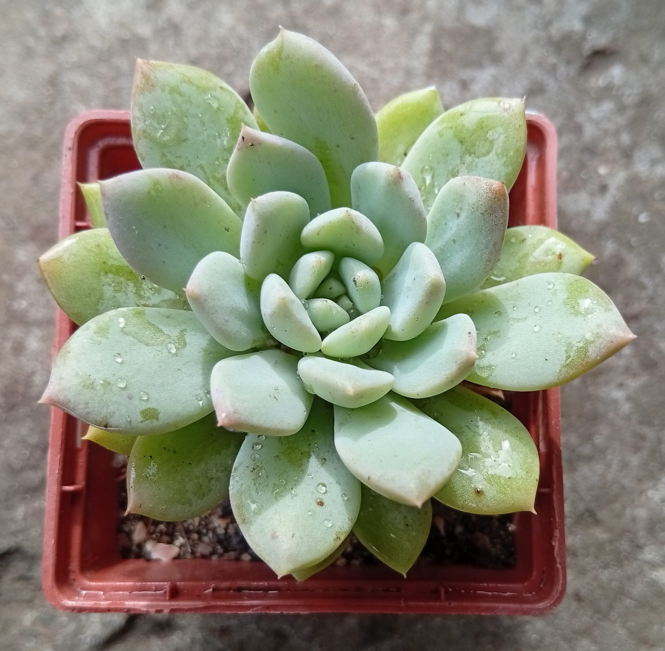 Pachyveria Fenwick