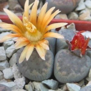 lithops verruculosa
