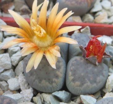 lithops verruculosa