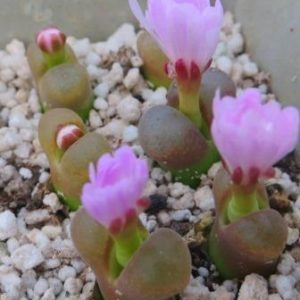 conophytum praesectum