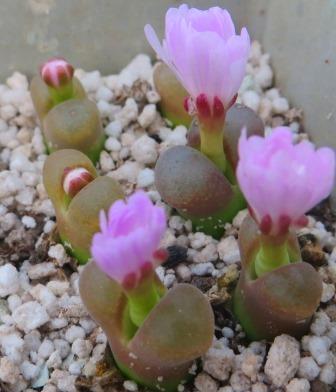conophytum praesectum