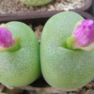 conophytum subfenestratum