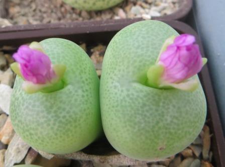 conophytum subfenestratum