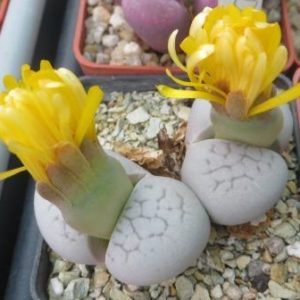 dinteranthus vanzylii lineatus