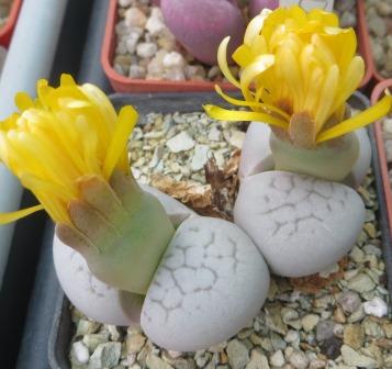 dinteranthus vanzylii lineatus