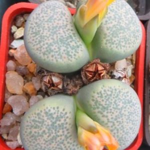 Lithops terricolor v. peersii -Willowmore