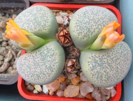 Lithops terricolor v. peersii -Willowmore