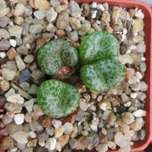 conophytum obcordellum