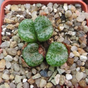 conophytum obcordellum