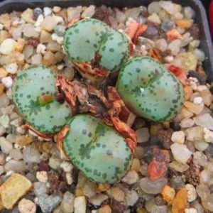 conophytum obcordellum