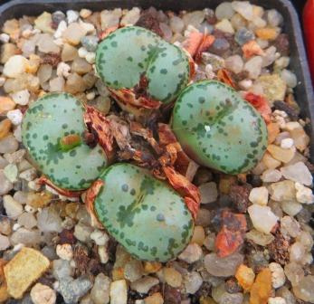 conophytum obcordellum