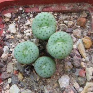 conophytum jucundum japsundum