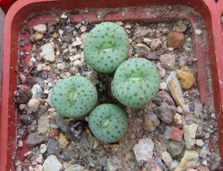 conophytum jucundum japsundum