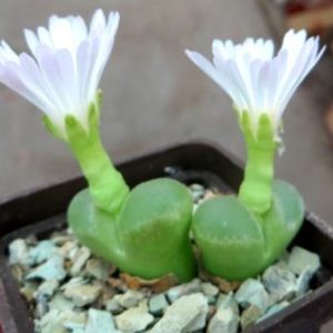 conophytum longum