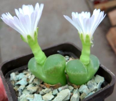 conophytum longum