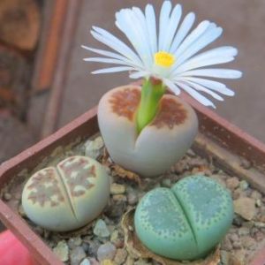 lithops mix