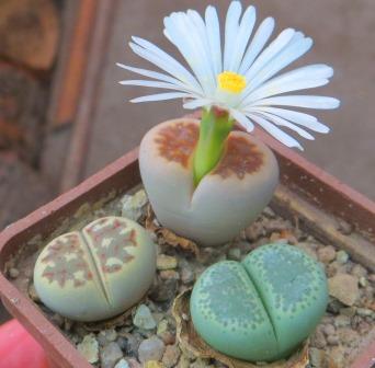 lithops mix