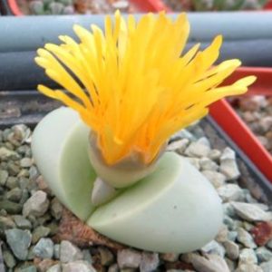 argyroderma delaetii