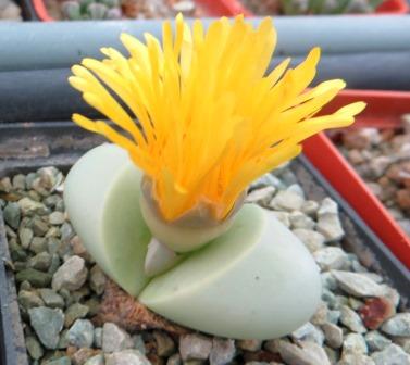 argyroderma delaetii