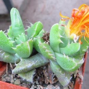faucaria tigrina