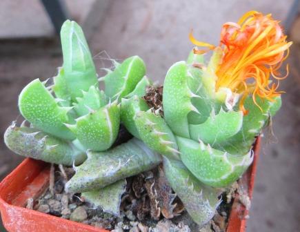 faucaria tigrina