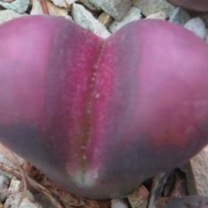 lithops optica rubra