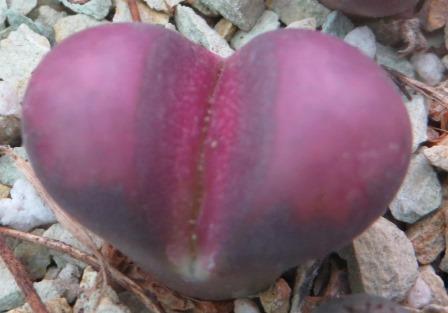 lithops optica rubra