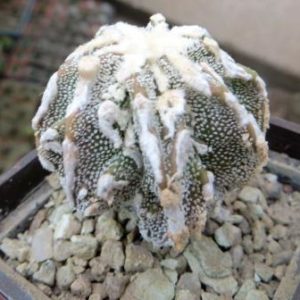 astrophytum fukuryu