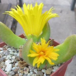 glottiphyllum species