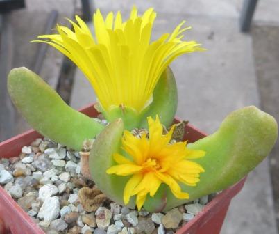 glottiphyllum species