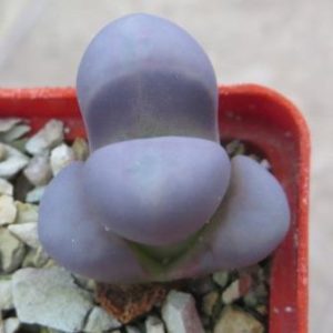lithops meyeri hammeruby